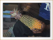 antigua black pineapple